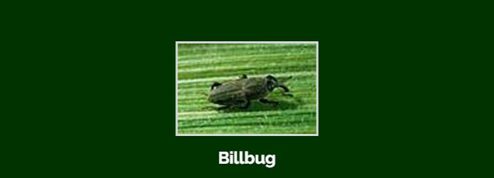 billbug