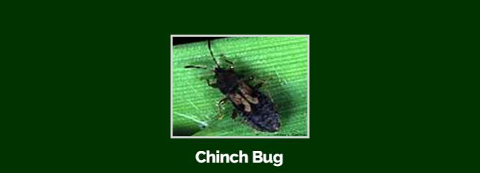 chinchbug