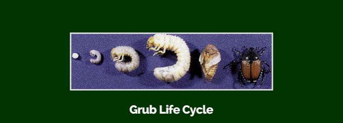 grublifecycle