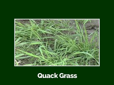 quackgrass