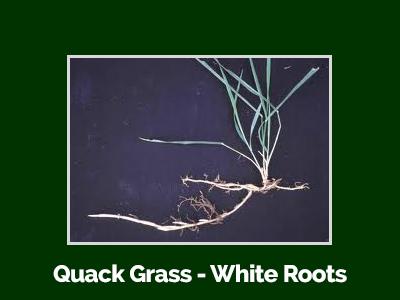 quackgrasswhiteroots