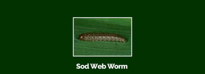 sodwebworm
