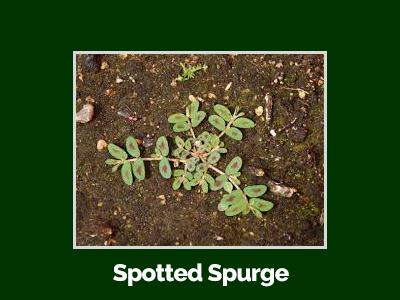 spottedspurge